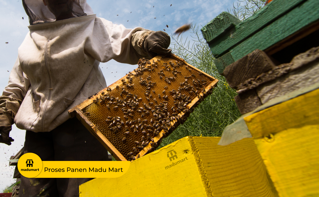 Home MaduMart 5 Proses Panen Madu Mart1