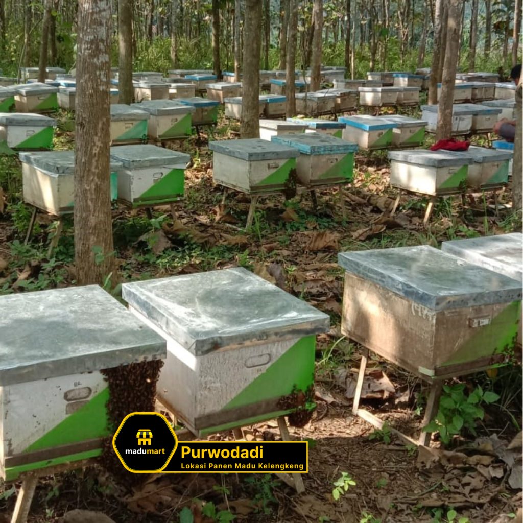 Lokasi Ternak Madu Kelengkeng 2
