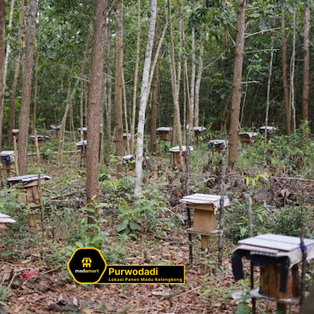 Lokasi Ternak Madu Kelengkeng 3